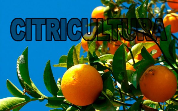 Citrus Growing